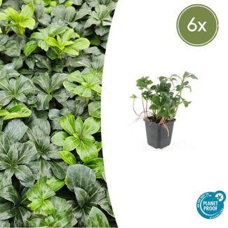 6x Pachysandra terminalis 'Green Sheen' - 6 Borderplanten / Bodembedekkers  ↕10-25cm