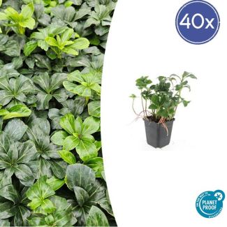 40x Schaduwkruid / Dikkemanskruid / Pachysandra ↕10-25cm