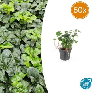 60 stuks Schaduwkruid - Tuinplanten voor in de schaduw - Pachysandra ↕10-25cm