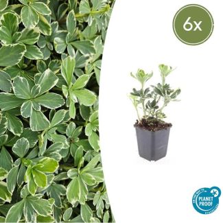 6 Bodembedekkers schaduw - Pachysandra terminalis 'Variegata' ↕10-25cm | Dikkemanskruid winterhard