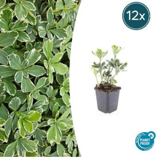 12 Bodembedekkers schaduw - Pachysandra terminalis 'Variegata' ↕10-25cm | Dikkemanskruid winterhard