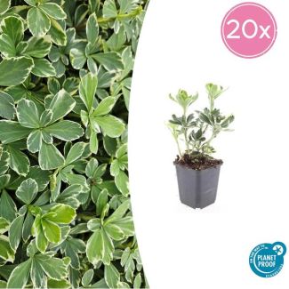 20 Bodembedekkers schaduw - Pachysandra terminalis 'Variegata' ↕10-25cm | Dikkemanskruid winterhard