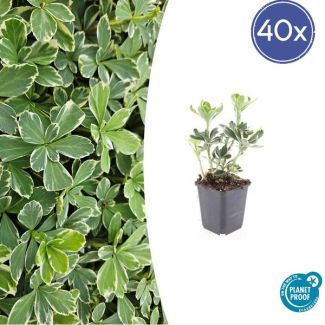 40 Bodembedekkers schaduw - Pachysandra terminalis 'Variegata' ↕10-25cm | Dikkemanskruid winterhard