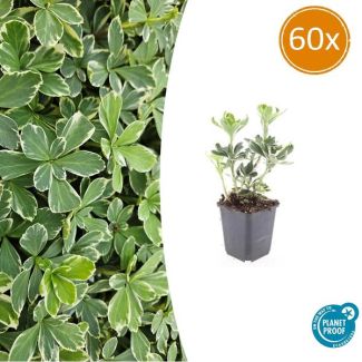 60 Bodembedekkers schaduw - Pachysandra terminalis 'Variegata' ↕10-25cm | Dikkemanskruid winterhard