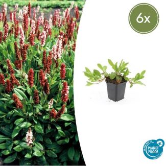 Persicaria affinis. 'Darjeeling Red' - 6 stuks - interessante bodembedekker