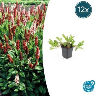 Duizendknoop 'Darjeeling Red' 12 stuks - Snelgroeiende bodembedekkers ↕10-25cm
