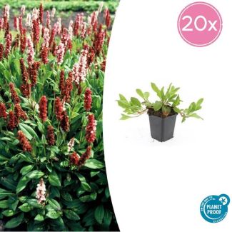 Duizendknoop 20x - Persicaria affinis. 'Darjeeling Red' ↕10-25cm
