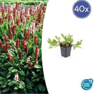 Persicaria affinis 'Darjeeling Red' - 40 Planten - Winterharde vaste plant