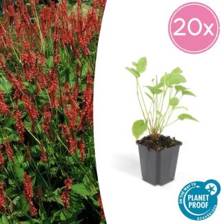 20x Persicaria amplexicaulis - ↕25cm - Ø9cm  rode duizendknoop - borderplant