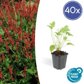 40x Persicaria amplexicaulis - ↕25cm - Ø9cm  rode duizendknoop - borderplant