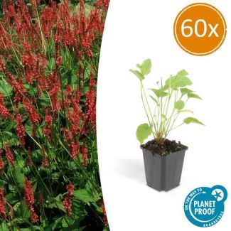 60x Persicaria amplexicaulis - ↕25cm - Ø9cm  rode duizendknoop - borderplant