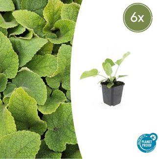 6 Brandkruid buitenplanten - Phlomis russeliana bodemdekker - ca. 15 cm hoog