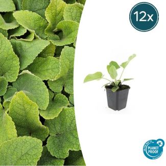 12x Brandkruid Bodembedekker - Phlomis russeliana - Droogtetolerant & Onderhoudsarm