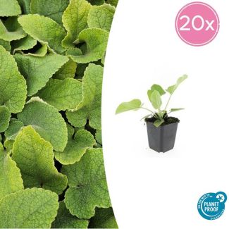 Phlomis russeliana - Brandkruid - Winterharde Bodembedekker 20 stuks - ca. 15cm hoog