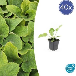 40 stuks Phlomis russeliana / Brandkruid - 10-25cm hoog - lichtgele bloemen bij bloei