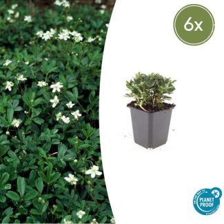6 stuks Ganzerik - 6x Potentilla tridentata 'Nuuk' - ca. 10 cm hoog