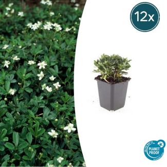 Bodembedekker met kleine bladeren - 12 stuks Potentilla tridentata 'Nuuk' - ↕10-25cm