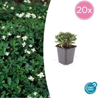 20 kleine Bodembedekkers - Potentilla tridentata 'Nuuk' - ↕10-25cm - Groenblijvende Ganzerik