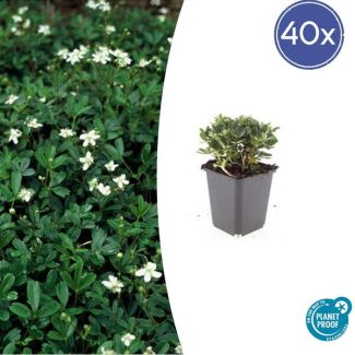 40x Ganzerik - Altijd groene tuinplanten / bodembedekkers - ca. 10 cm hoog - Ø9cm