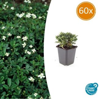 60 Potentilla buitenplanten - ↕10-25cm - Potentilla tridentata 'Nuuk'