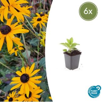 6x zonnehoed buitenplanten - Tuinplant met Gele bloemen - ↕10-25cm - Rudbeckia