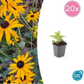 Rudbeckia fulgida 'Goldsturm' 20 stuks - onderhoudsvriendelijk en goed winterhard, ↕10-25cm