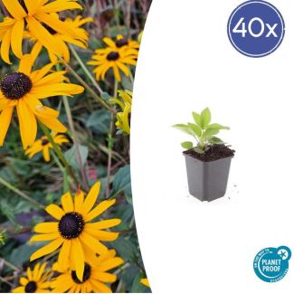 40 bloeiende tuinplanten geel - Rudbeckia fulgida 'Goldsturm' ↕10-25cm