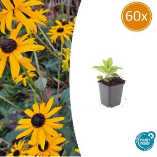 60 Maal Zonnehoed 'Goldsturm' (Rudbeckia fulgida 'Goldsturm') - ↕10-25cm