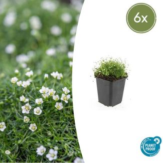 6x Sagina subulate - 6 laagblijvende bodembedekkers - groenblijvend
