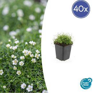40x Priemvetmuur / Iers moss / Sagina subulate - ca. 4cm hoog - Lage bodembedekker groen