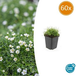 60 maal Iers moss - Een laagblijvende grondbedekker 4cm hoog - Sagina subulate