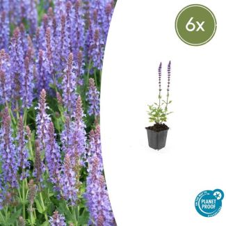 6 stuks Salvia nemorosa 'Caradonna' - Bloeiende tuinplant paars - ↕10-25cm
