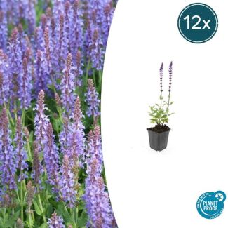 12 Salie planten - 12x Salvia 'Caradonna' - ↕10-25cm - Paars