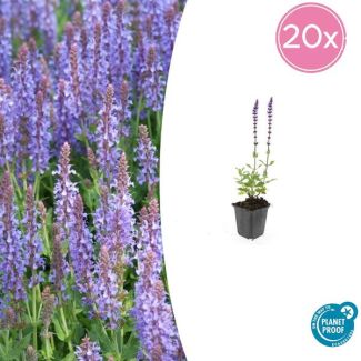 Salvia nem. 'Caradonna' 20 stuks - Bloeiende tuinplanten Paars - ↕10-25cm