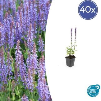 Paarse Tuinplanten 40 maal - Salvia nemorosa 'Caradonna' ↕10-25cm