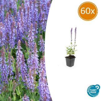 60 stuks Salvia nemorosa 'Caradonna' - Vatse tuinplanten in dieppaarse kleur ↕10-25cm
