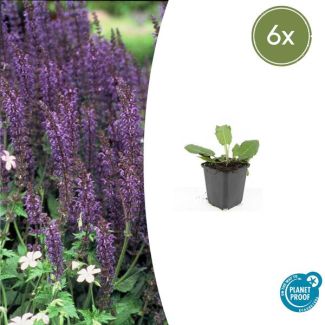 6x Salvia nemorosa 'Mainacht' - Bloeiende Borderplanten winterhard ↕10-25cm