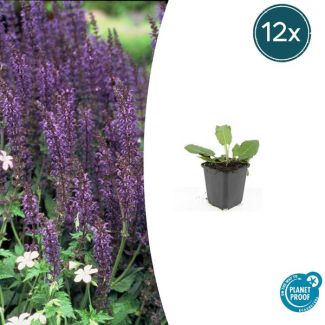 12x borderplanten vaste plant - Bossalie / Salvia nemorosa 'Mainacht'