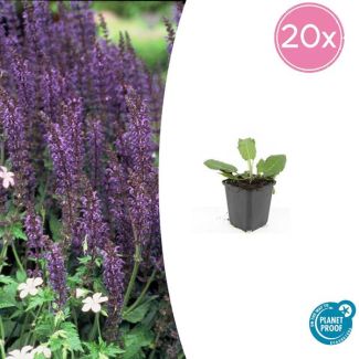 Salie 'Mainacht' | 20 stuks | Bloeiende tuinplanten paars / blauw