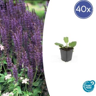 40 Tuinplanten met bloemen | Salvia nemorosa 'Mainacht' | Bloeiende borderplanten