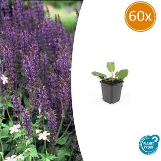60x Bossalie - Blauwpaarse Bloemenpracht voor een Levendige Border