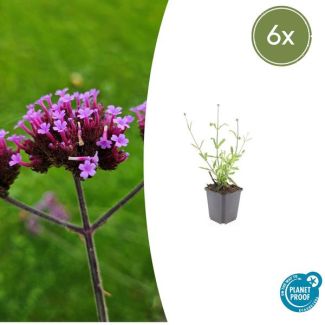 6 Stuks  Verbena bonariensis Lollipop Vaste Plant met rechte stelen en levendige Paarse Bloemen, Speels effect - ↕10-25cm - Ø9cm