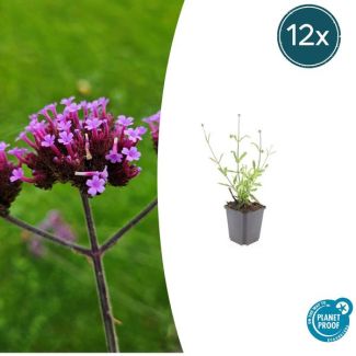 12 Stuks Verbena bonariensis Lollipop, Vaste Plant met rechte stelen en levendige Paarse Bloemen, Speels effect ↕10-25cm - Ø9cm
