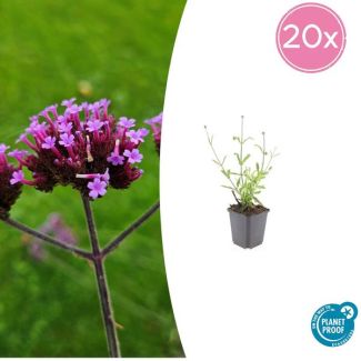 20 Stuks Verbena bonariensis Lollipop , Vaste Plant met rechte stelen en levendige Paarse Bloemen, Speels effect - ↕10-25cm - Ø9cm