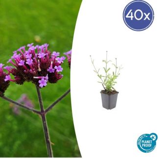 40 Stuks Verbena bonariensis Lollipop, Vaste Plant met rechte stelen en levendige Paarse Bloemen, Speels effect - ↕10-25cm - Ø9cm