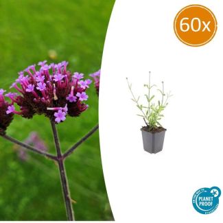 60 Stuks Verbena bonariensis lolliepop, Vaste Plant met rechte stelen en levendige Paarse Bloemen, Speels effect - ↕10-25cm - Ø9cm
