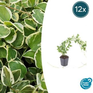 12 Stuks Grote Maagdenpalm Variegata, Sierlijk Blad met Cremige Rand, Lila-Paarse  Bloemen, Vinca Major  - ↕10-25cm - Ø9cm