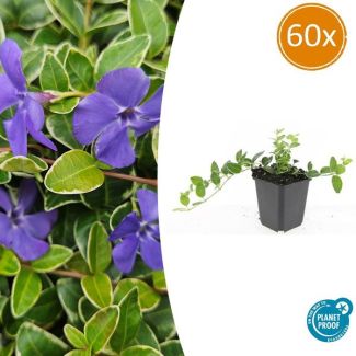 60 Stuks MaagdenPalm Argenteovariegata, Groen Blad met Zilver/Witte Rand, Blauwe Bloemen, Bodembdekker, Vinca minor  - ↕10-25cm - Ø9cm