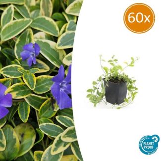 60 Stuks,MaagdenPalm, Blad met GoudGele Rand, Paarse Bloemen, Bodembedekker, Vinca minor  Aureovariegata  - ↕10-25cm - Ø9cm