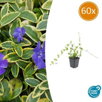 60 Stuks Maagdenpalm Blue and Gold, Bont Blad met Blauw Violette Bloemen, Bodembedekker, Vinca minor - ↕10-25cm - Ø9cm